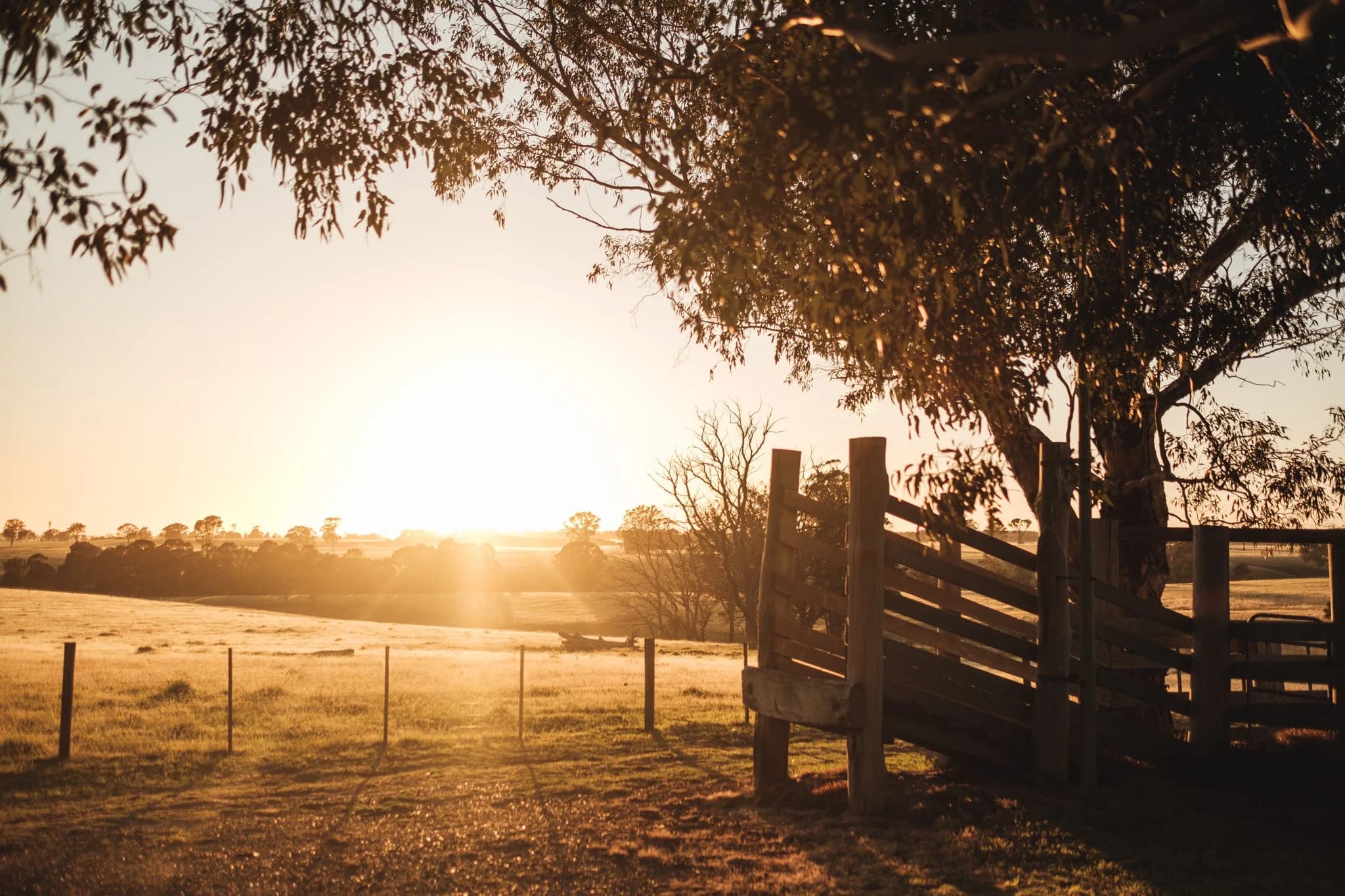 Australian stockyards